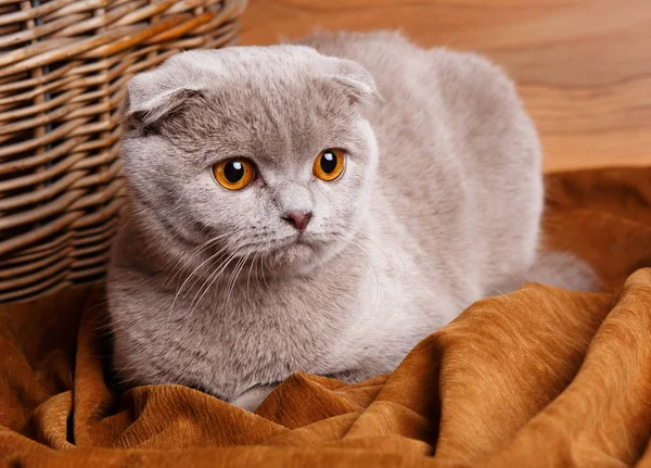 Grijze kat met gele ogen Schotse vouwen — Stockfoto
