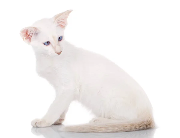 Кіт з блакитними очима сидить на білому тлі, вид збоку — стокове фото