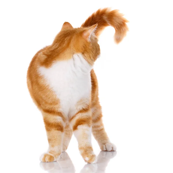 Cat standing on white background turn back from his head — Stock Photo, Image