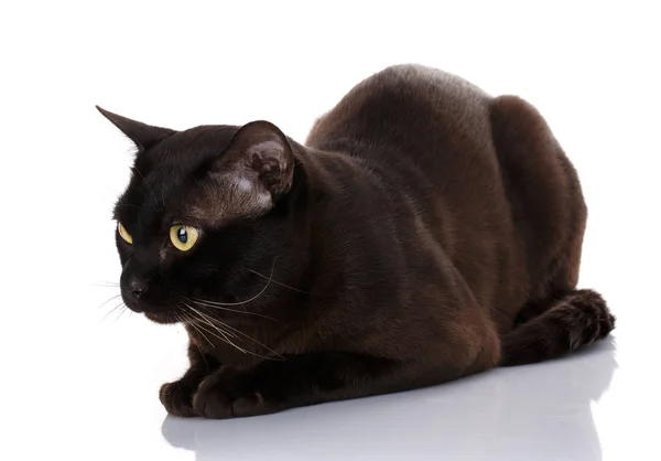 Söt svart katt isolerade — Stockfoto