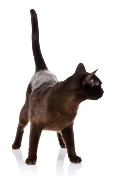 Siyah üzerine beyaz izole kedi yan görünüm — Stok fotoğraf