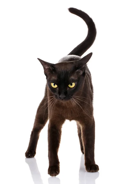 黑猫缅甸站在白色的背景上 — 图库照片
