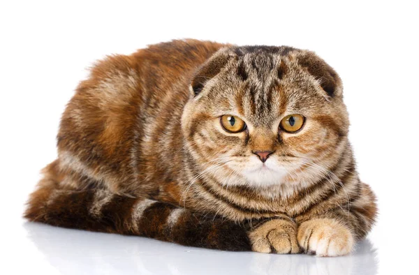 Scottish fold katt bicolor ränder isolerad på vit bakgrund — Stockfoto