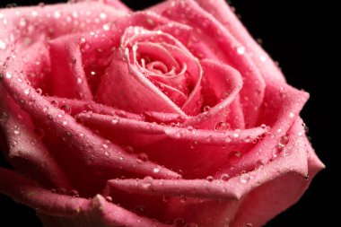 siyah arka plan üzerine pembe Gül baş isolater