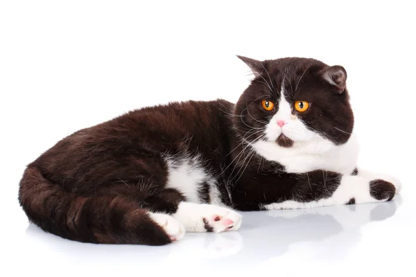 Grande negro y blanco gato escocés recta mentira — Foto de Stock