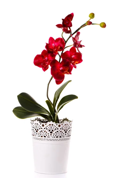 Orchidei roślin w doniczki na białym tle — Zdjęcie stockowe