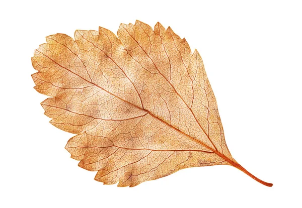 Mooie grijze droge Herfstbladeren, manier in pad — Stockfoto