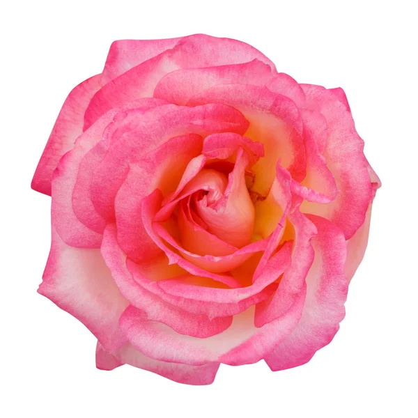 Pink rose isolated on white background — Stock Photo, Image