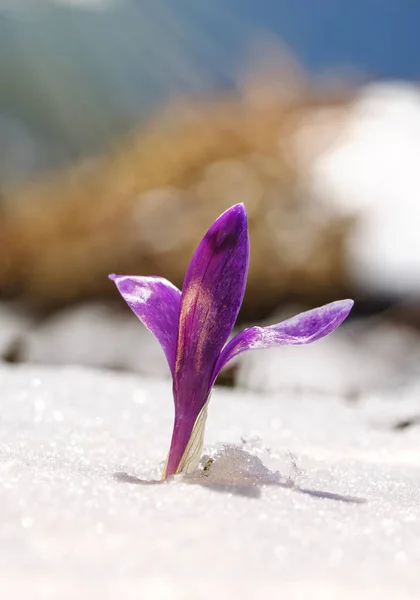Crocus liso púrpura a principios de primavera — Foto de Stock