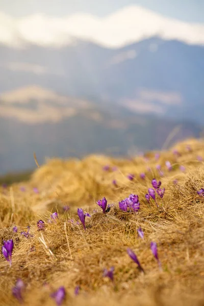 Crocuses family in the mountains — Stock Photo, Image