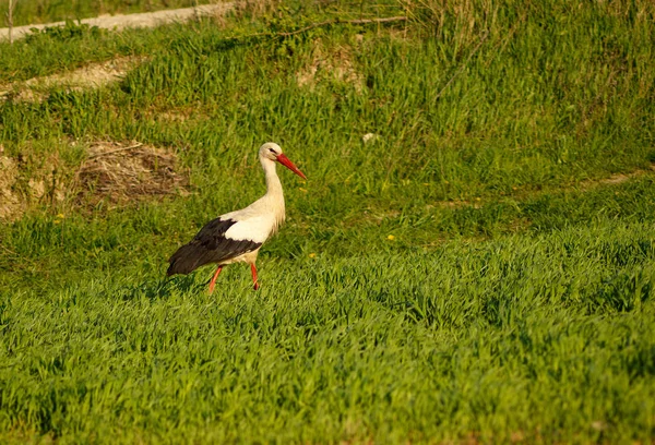 Stork promenader i fältet — Stockfoto