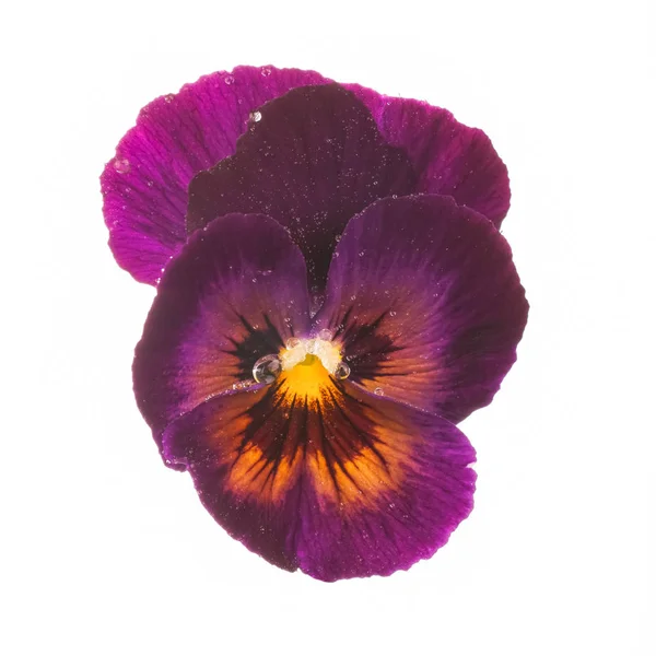 Purple pansy with dew drops — Stock Photo, Image