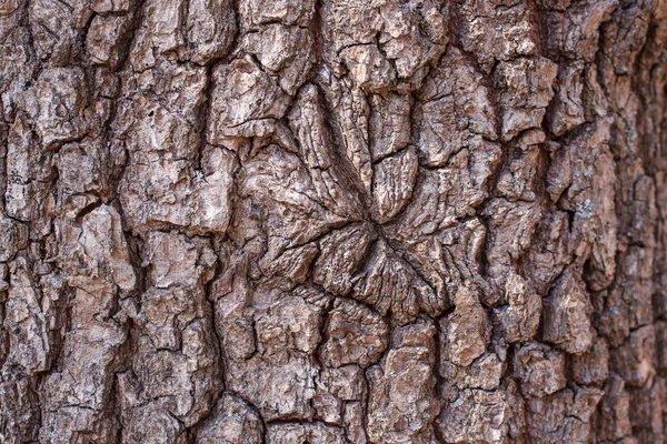 Drewniane tło tekstury — Zdjęcie stockowe