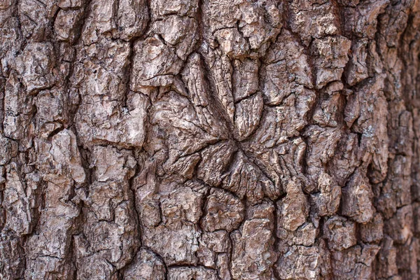 Holz Textur Hintergrund — Stockfoto