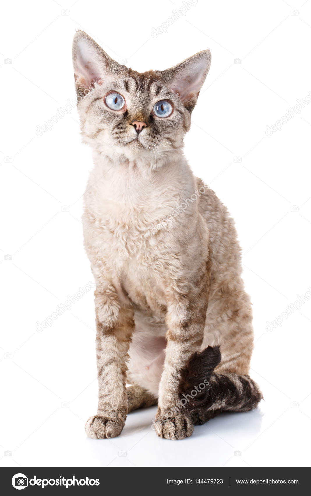devon rex katt