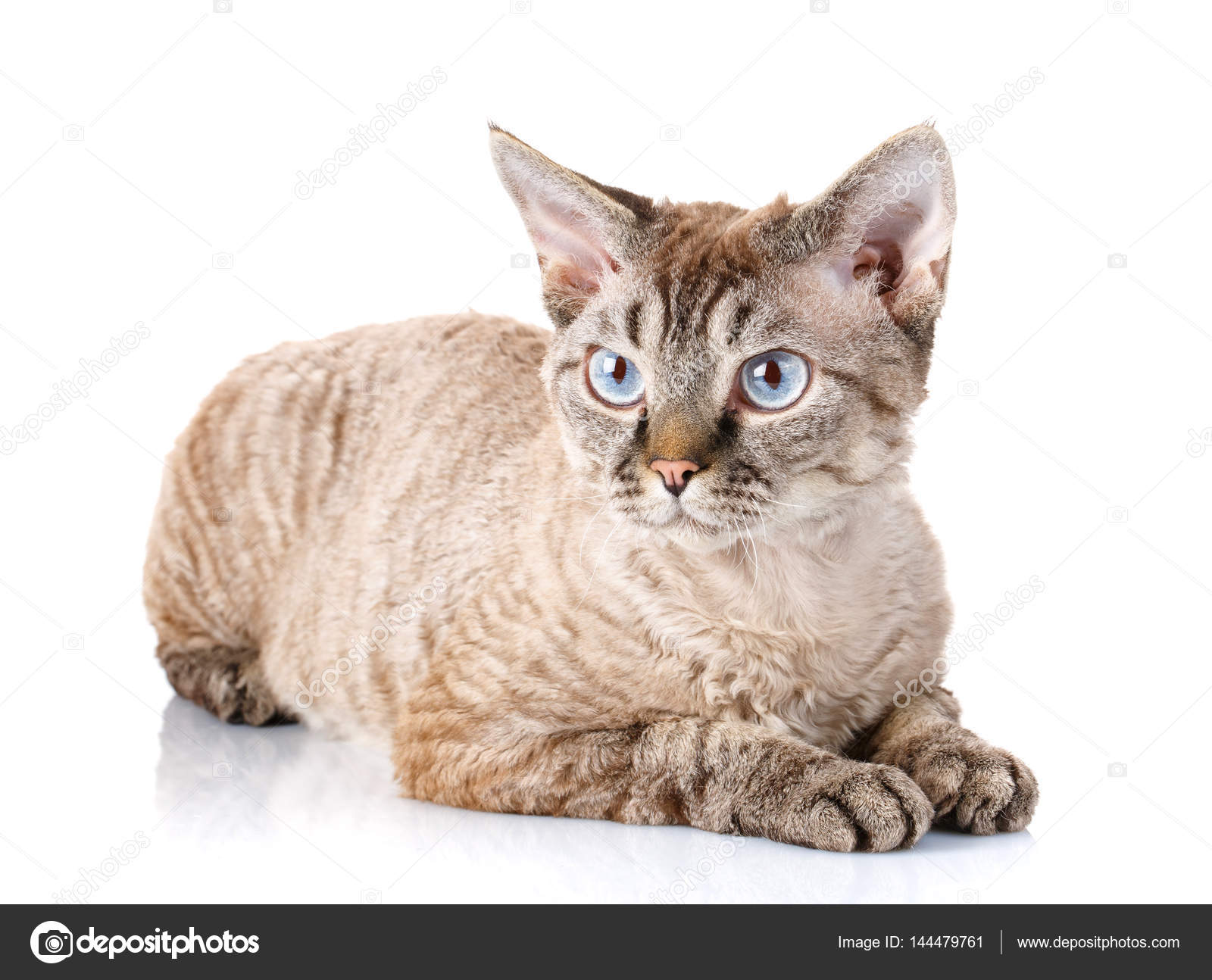 Szary Devon Rex Kot Z Wielkimi Uszami Na Białym Tle Zdjęcie