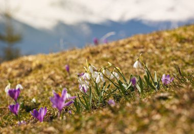 bahar erken kardelen ailede büyümek dağlarda topraktan