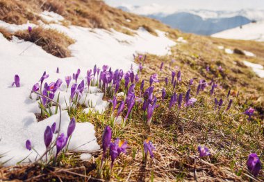 İlk Bahar çiçek Çiğdem