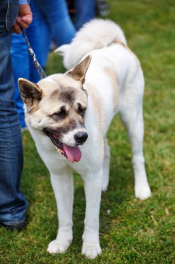 Beyaz alabai büyük köpek