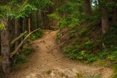 Güzel orman. dağ yolu