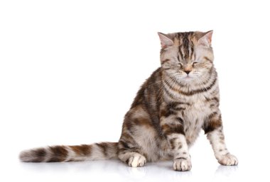 İskoç düz beyaz arka plan üzerinde siting kedi