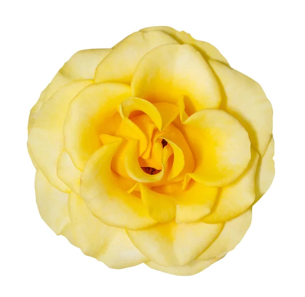 Żółty kwiat głowa izolowane na białym tle. — Zdjęcie stockowe