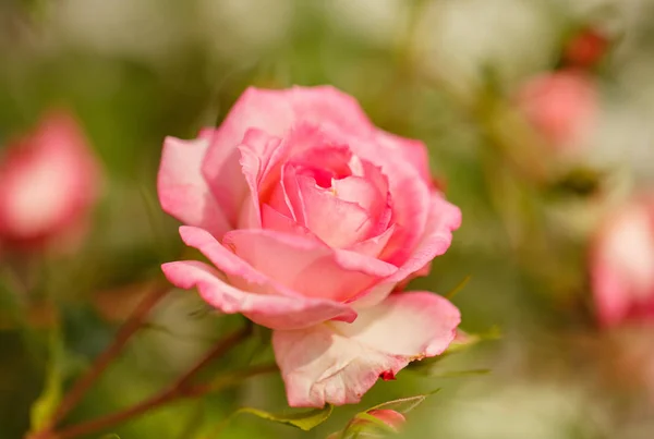 Roses growing in the garden — Stock Photo, Image
