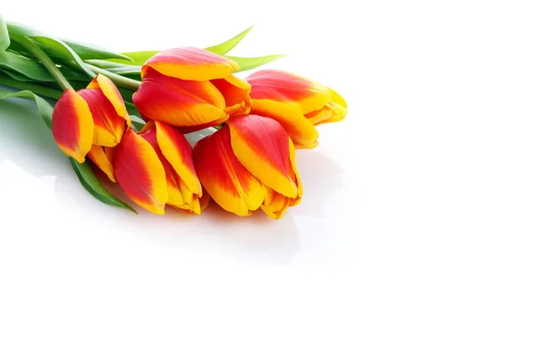 Bunch of tulips  on white background — Stock Photo, Image