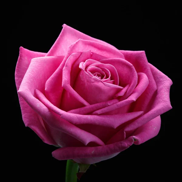 Pink rose head isolater on black background — Stock Photo, Image