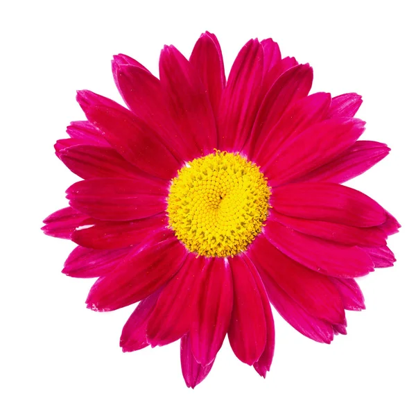 Red flower isolated — Stock Photo, Image