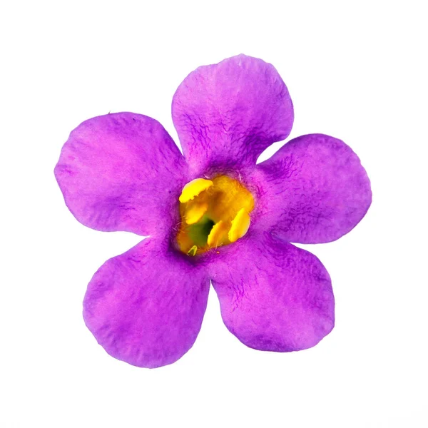 Cabeça de flor violeta — Fotografia de Stock