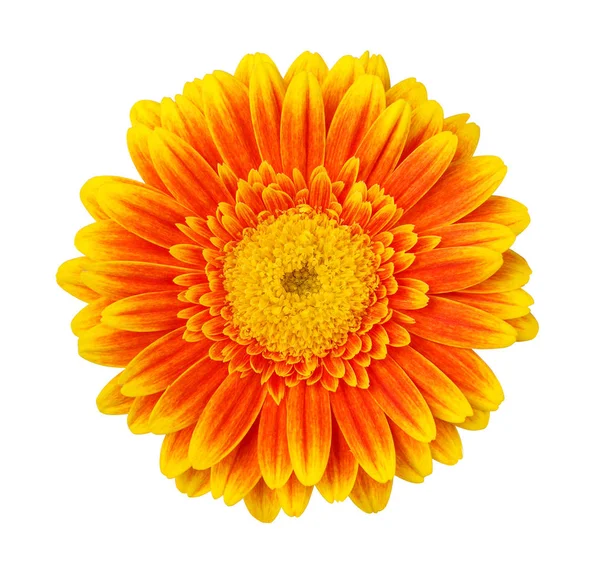 Flor de gerbera amarelo isolado no fundo branco — Fotografia de Stock