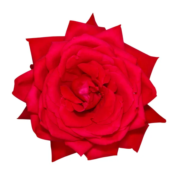 Cabeza de flor de rosa roja aislada sobre fondo blanco — Foto de Stock