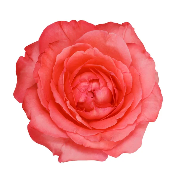 Pink rose isolated on white background — Stock Photo, Image