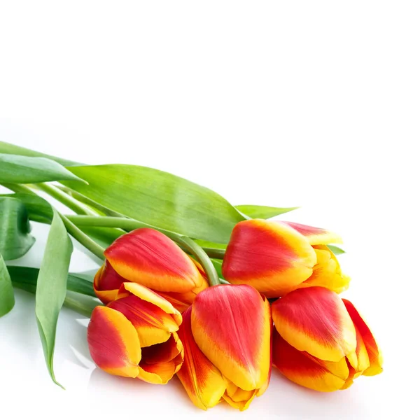 Bouquet of yellow tulips isolated on white background — Stock Photo, Image