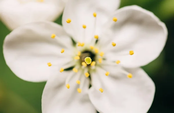 Primavera flores brancas, close-up — Fotografia de Stock