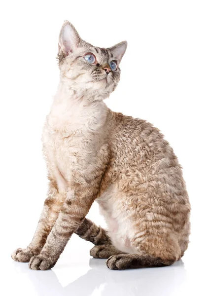 Gris devon rex gato con grandes orejas sobre fondo blanco —  Fotos de Stock