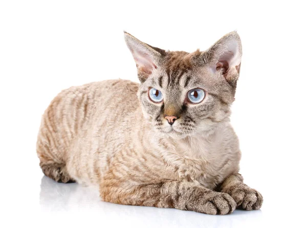 Gray devon rex cat with big ears on white background — Stock Photo, Image