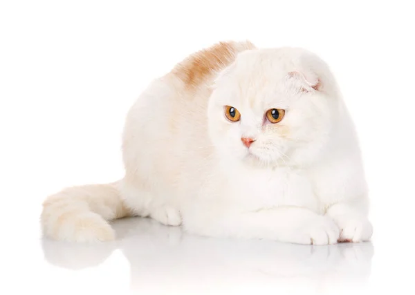 Británico Shorthair gato retrato en blanco — Foto de Stock