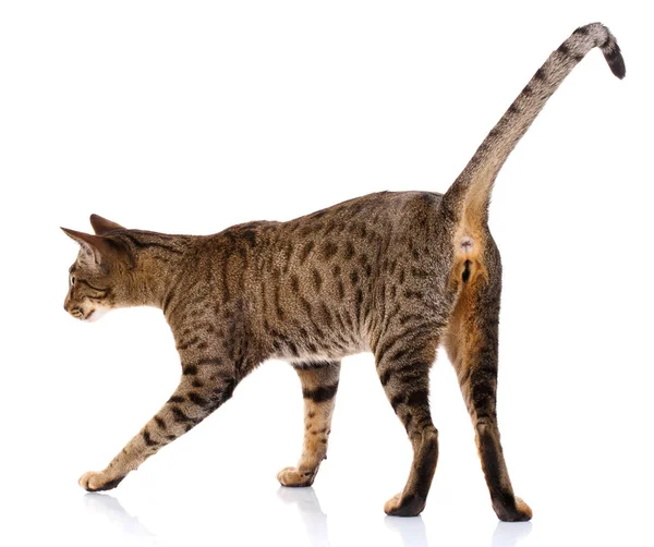 Kucing Ocicat pantat — Stok Foto