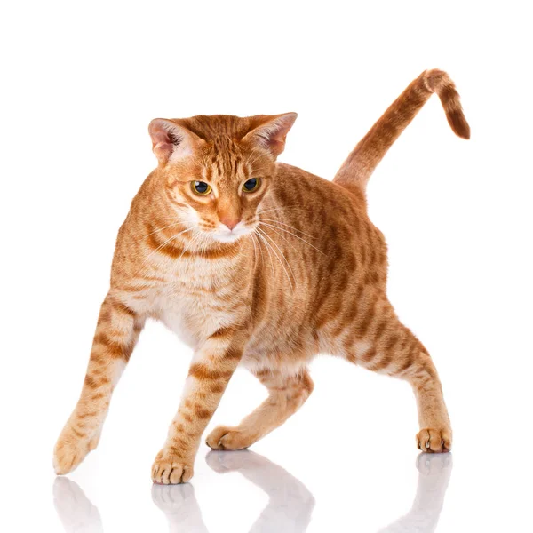 Gato Ocicat em um fundo branco . — Fotografia de Stock