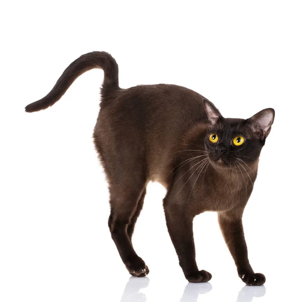 Black Burmese cat with yellow eyes standing on white background — Stock Photo, Image