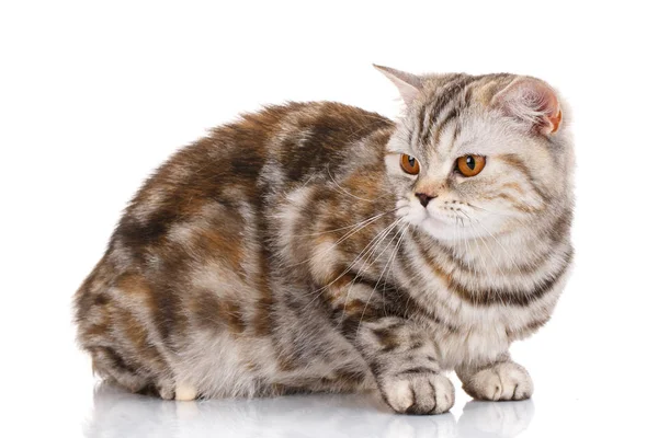 Hnědá pruhovaná kočka ležící na bílém pozadí a vyhledávání — Stock fotografie