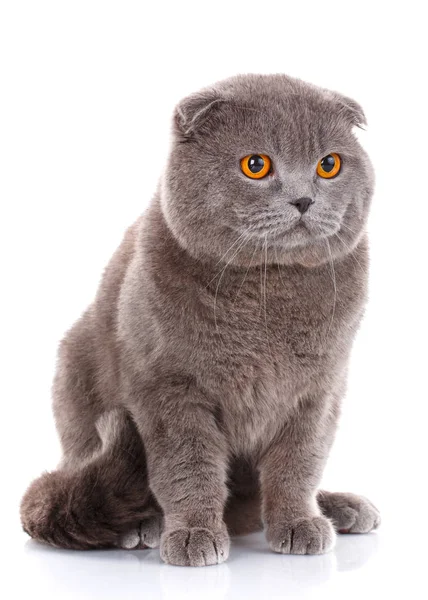 Retrato de gato britânico Shorthair em branco — Fotografia de Stock