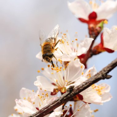 Kiraz ağacı ve arı çiçek çiçek şube