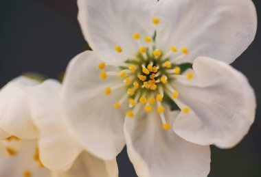 Kiraz çiçek çiçek şube