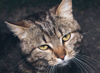 çizgili kahverengi şirin kedi portre