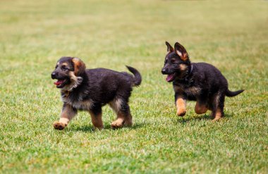 İki küçük Alman kurdu yavruları