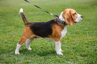 köpek doğurmak beagle köpek
