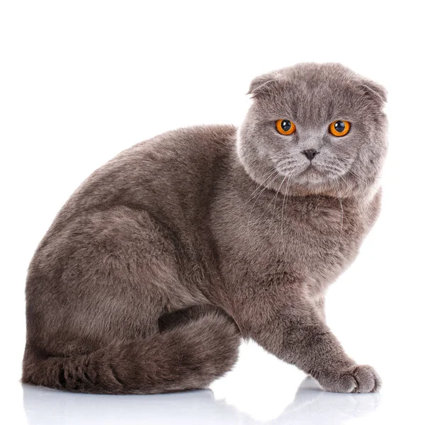 Británico Shorthair gato retrato en blanco — Foto de Stock